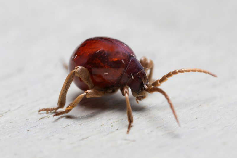 Anobiidae Ptininae - Gibbium Psylloides